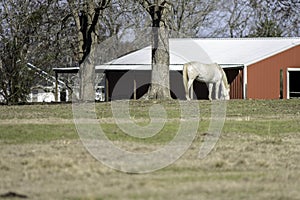 White horse and red barn in background