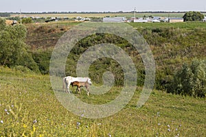 A white horse with a red foal, a farm animal grazes in a meadow. Rural life in nature, a pair of horses graze