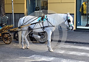 A white horse resting between buggy rides in Piazza Tasso, Sorrento, Italy