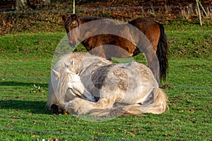 A white horse resting in green grass. Picture from Vomb, Scania, Sweden