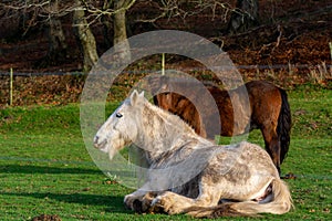 A white horse resting in green grass. Picture from Vomb, Scania, Sweden