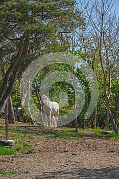 White horse resting in a paddock..