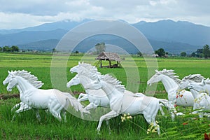 White Horse in rice fields