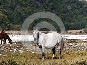 White horse by the river. Abasha River, Georgia