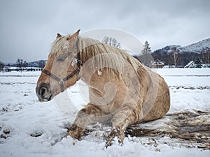 White horse while rolling in fresh snow