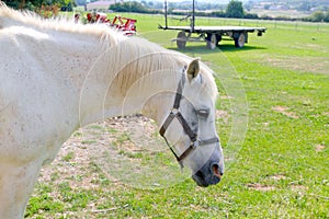 White horse rpofile portrait outdoor meadow