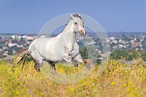 White horse run