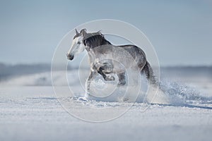 White horse run fast in snow