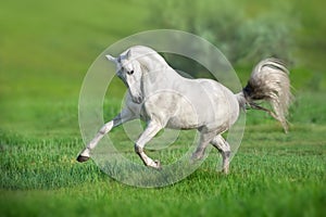 White horse run gallop