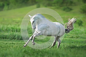 White horse run gallop