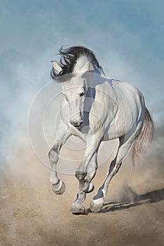 White horse run gallop photo