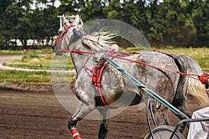 White horse run at high speed along the track of the racetrack.