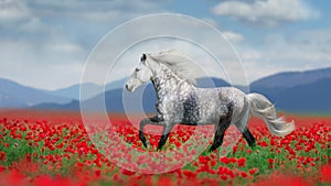 White horse run  in red poppy flowers