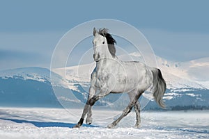 White horse run in snow