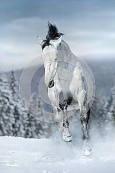 White horse run in snow