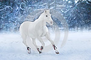White horse run in snow