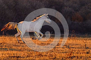 White horse runnig photo