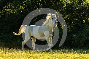 White horse running