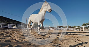 White Horse Running with Effortless Speed on the Ranch