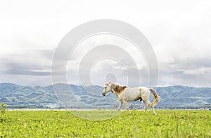 White horse running on green field