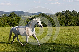 White horse running in spring pasture meadow