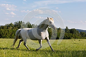 White horse running in spring pasture meadow