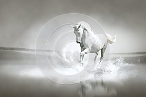 White horse running through water