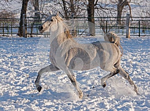 White horse