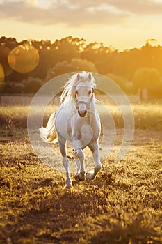 White horse runs gallop on the field in sunset