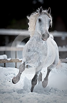 White horse runs gallop in winter