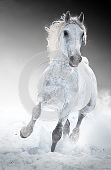 White horse runs gallop in winter
