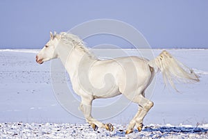White horse runs in the snow field