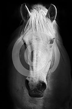 Blanco caballos en blanco y negro arte retrato 