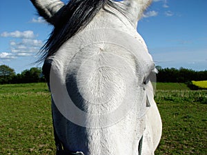 white horse's eyes
