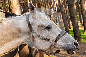 White Horse`s head with bridle, close-up outdoor shot.