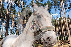 White Horse`s head with bridle, close-up outdoor shot.