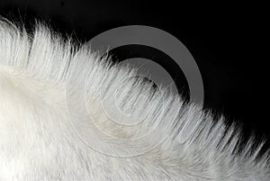 White horse's mane photo