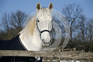 White horse's portrait in winter corral sunny day