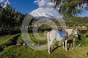 White horse with saddle in the foreground in a green landscape with trees and snowy mountain in the background
