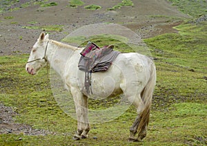 White horse with saddle on green meadow
