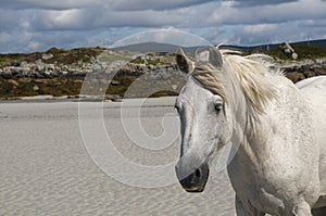 White horse on a sand beach photo