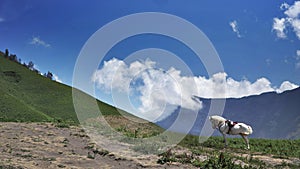 White Horse On Savana Bromo