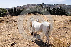 A white horse and a scenics of Patmos, greece