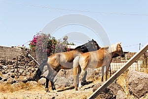 A white horse and a scenics of Patmos, greece