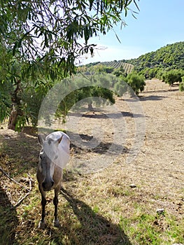 White horse the shadow of the olive grove