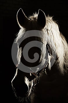 White horse silhouettes on black isolated background.