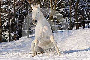 White horse is sitting in snow