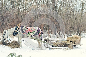 White horse and sleigh in winter