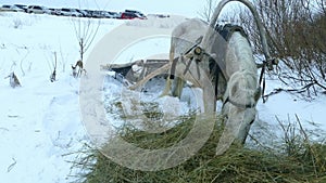 White horse and sleigh in winter near forest