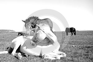 White horse with small horse interaction in the wilderness